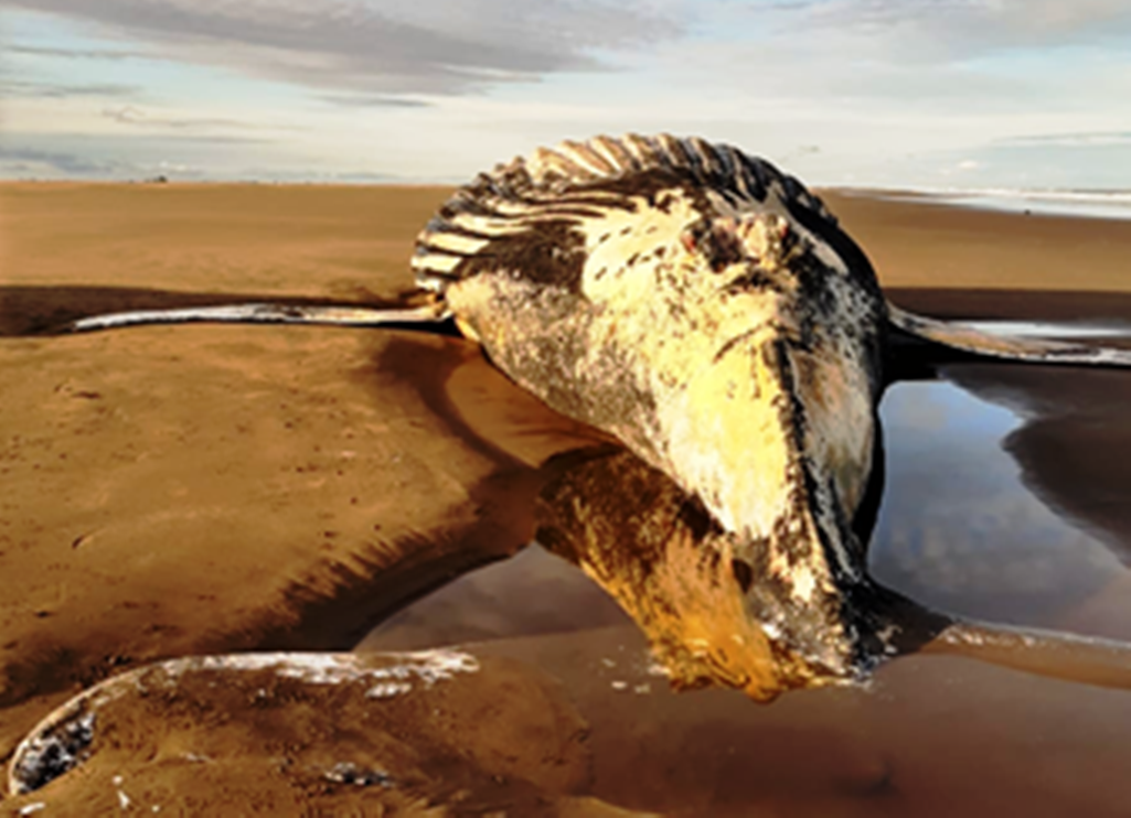 Marisol: apareció una ballena varada