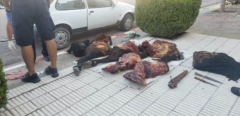 LLEVABAN UN ANIMAL FAENADO DE 250 KILOGRAMOS EN SU AUTO