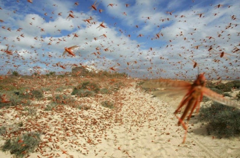 Espeluznante nube de langostas avanza por Argentina