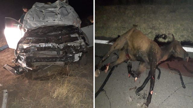 RUTA 249: UN HOMBRE SUFRIÓ GRAVES HERIDAS CUANDO UN VEHÍCULO CHOCÓ CONTRA UN CABALLO