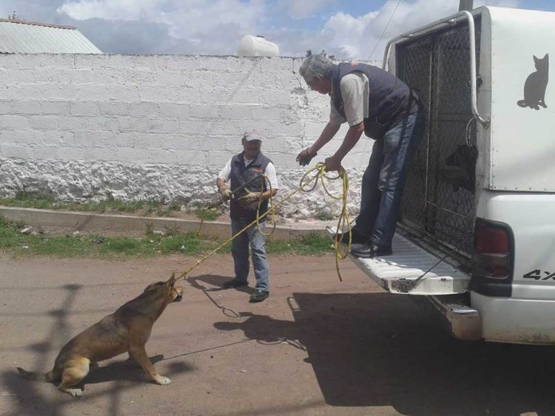 ¿Qué plantea el proyecto de ordenanza de tenencia responsable y control ético de la fauna urbana?