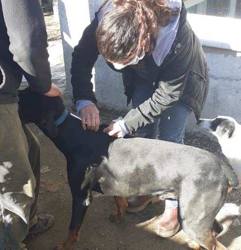 CULMINÓ LA VACUNACIÓN ANTIRRÁBICA DOMICILIARIA EN EL PVP SUR