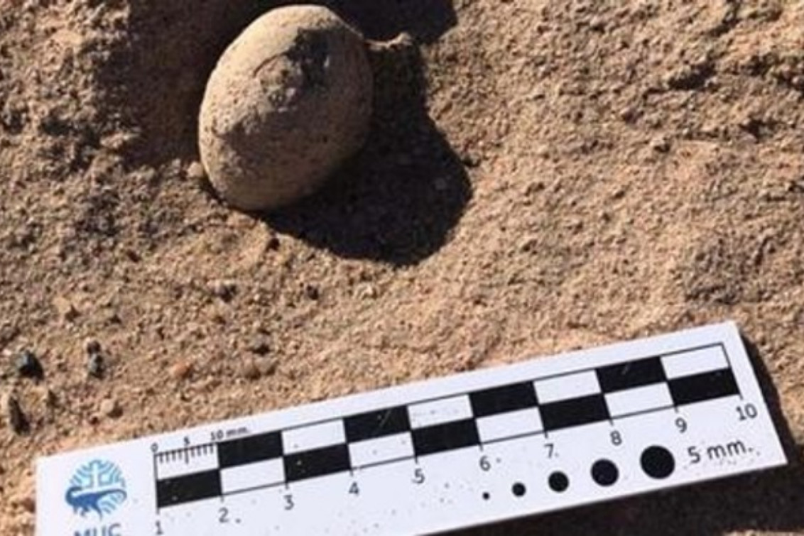 Hallan nidos de huevos de dinosaurios en el campus de la Universidad del Comahue