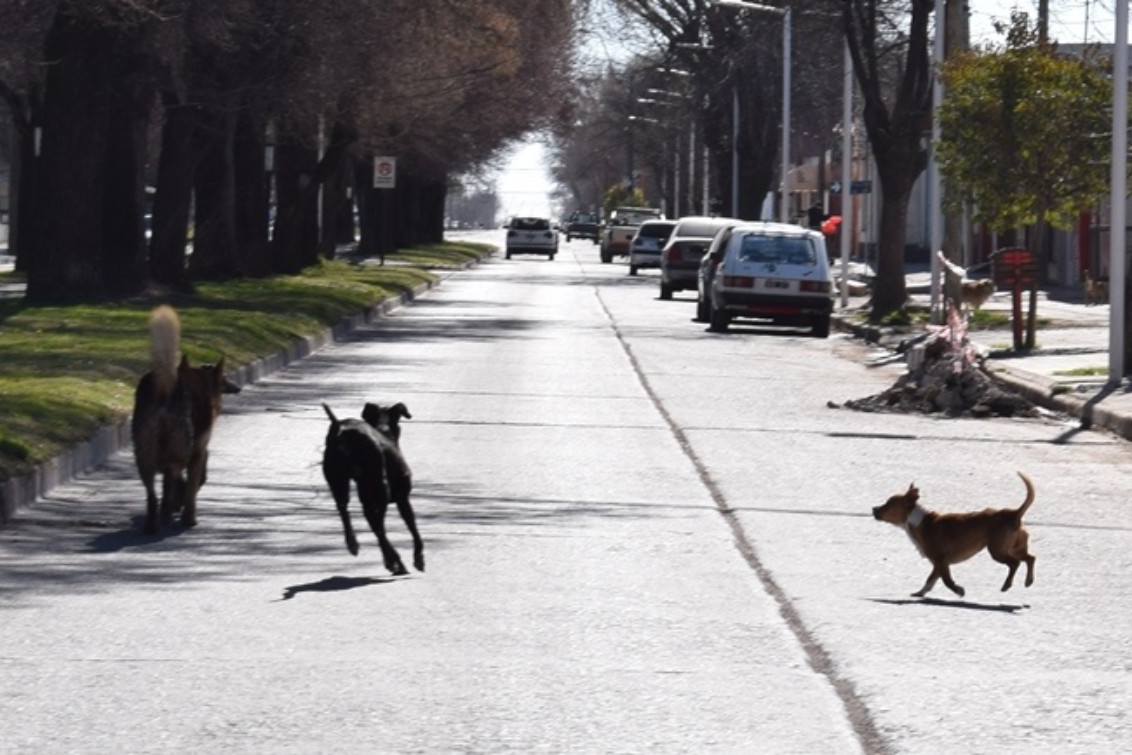 Zoonosis realizará un relevamiento de fauna urbana