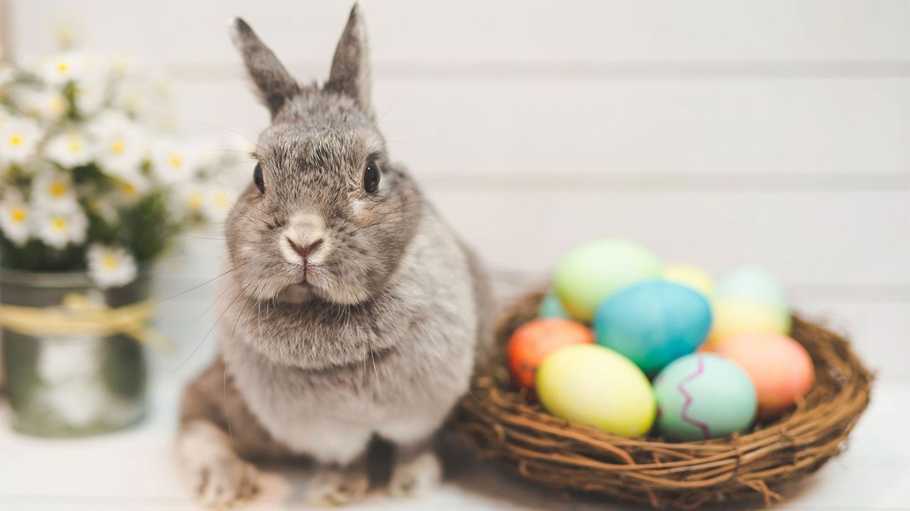 REALIDAD AUMENTADA: CÓMO VER EL CONEJO DE PASCUA EN TU CASA