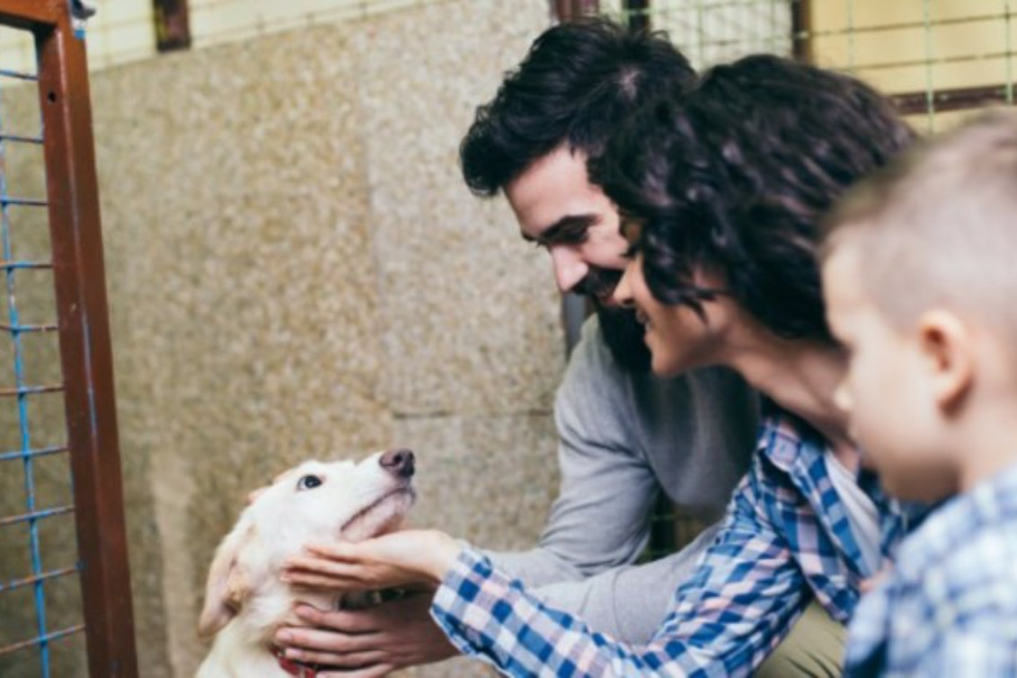 Campaña de adopción de mascotas suspendida