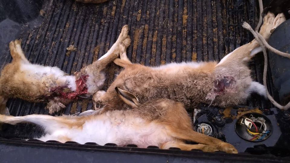 Cazadores con perros fueron sorprendidos en un camino rural de Indio Rico