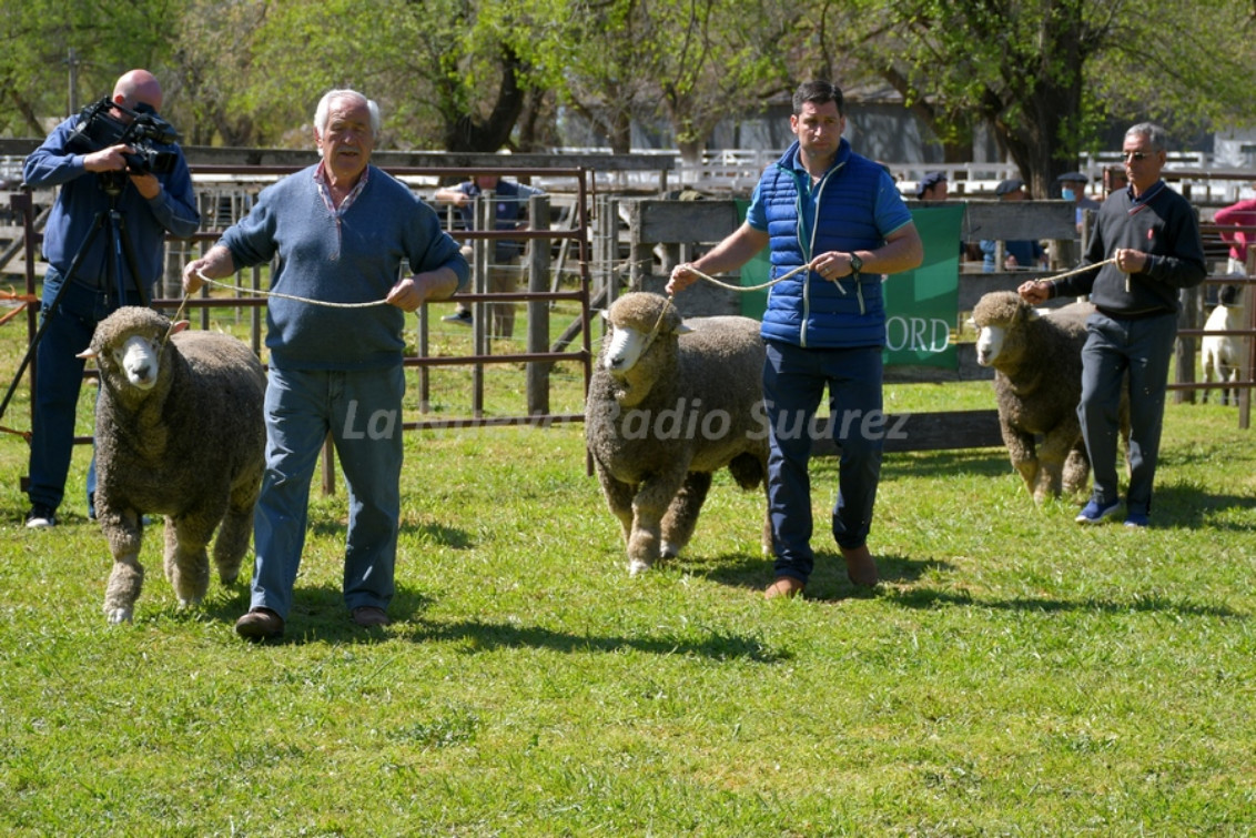 CORONEL SUÁREZ: Las ventas de la exposición ganadera llegaron a $ 11.244.000