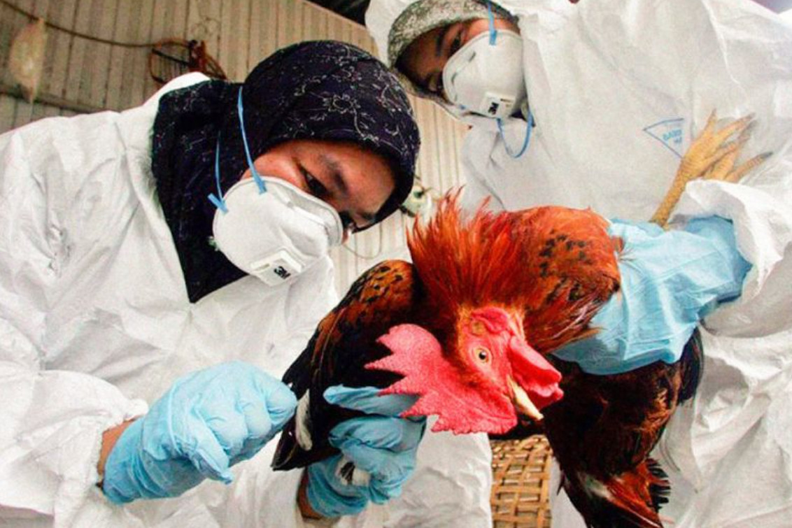  VILLARINO: Detectaron el primer caso de gripe aviar 