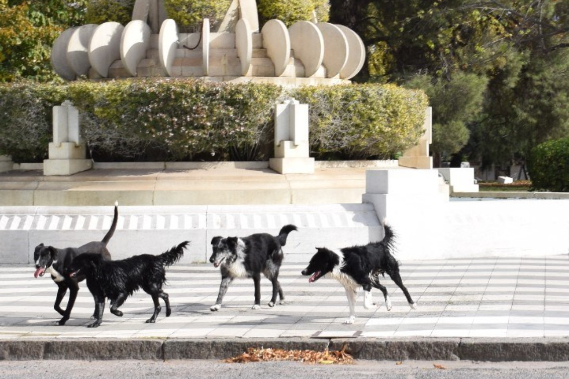 HOY COMIENZAN EL RELEVAMIENTO DE MASCOTAS EN LA CIUDAD