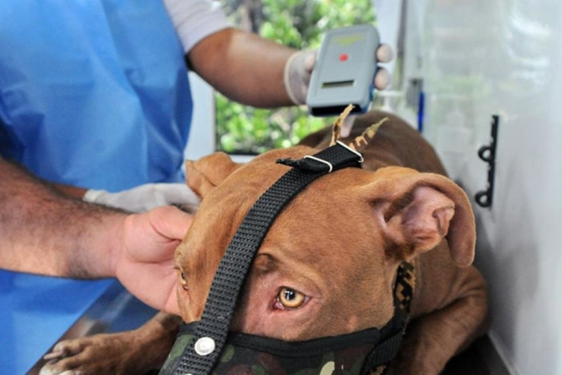 El 77 % no cree que con la colocación de chips a perros, se logrará reducir los ataques a personas